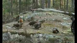 Capercaillie display 2008 [upl. by Seed]