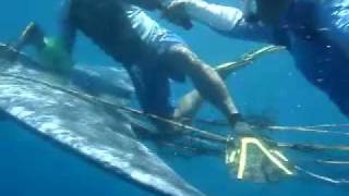 My Magical Ocean Saving a Brydes Whale off Donsol Sorsogon Philippines [upl. by Seldun225]