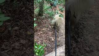 Go over the tree pups Philpott Lake off of Dogwood Glen Trail 🐾Evie 🐾 Bella 🐾 Bluie 🐾 Little [upl. by Arak495]