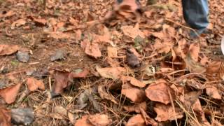 Planting goldenseal in the forest [upl. by Edialeda214]