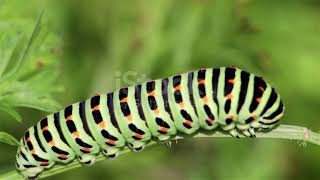 Swallowtail caterpillar papilio polyxenes [upl. by Nico]