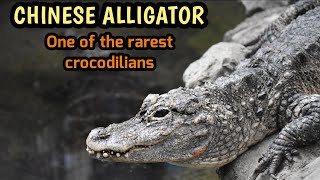 Chinese alligator Facts amp info [upl. by Maiah587]