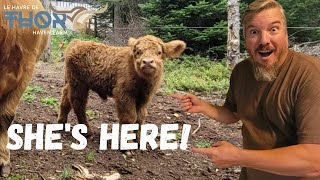 Our New Born Baby Highland Cow [upl. by Neil316]