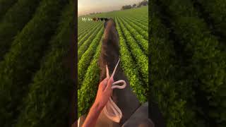 Horse 🐴horselover horse kathiyawarihorse stallion camping farm villagelife yt ytshorts [upl. by Coltun]