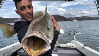 BIG HAWKSBURY MULLOWAY UNCUT VERSION VOLUME UP EPIC REACTION [upl. by Robinia]