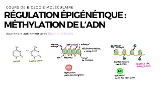 Méthylation de lADN  Biochimie Facile [upl. by Pampuch]