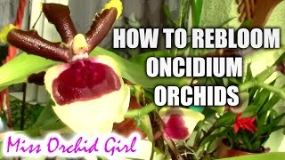 How to induce blooming on Oncidium orchids [upl. by Omer]