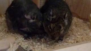 Cute Degu sounds [upl. by Dareg]