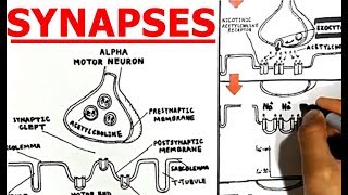 Synapses Electrical vs Chemical Neuromuscular Junction [upl. by Haneeja620]