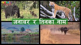 जनावर र तिनका नेपालीमा नाम  Animals and their names in Nepali [upl. by Dnumyar]