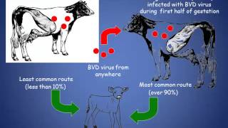 Dr Robert Stout  Bovine Virus DiarrheaPersistent Infection Management [upl. by Gillespie]