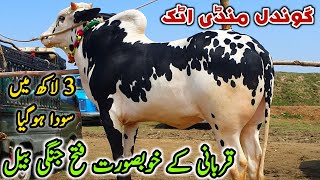 3 Lakh Ma Soda Gondal Mandi Attock Latest Update 30 April 2024 [upl. by Jamil]