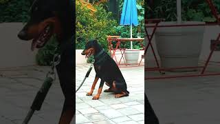 Doberman Training video [upl. by Victoria]