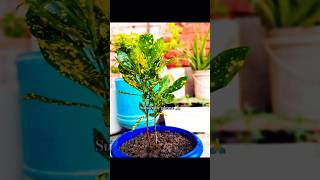 Croton plant repotting youtubeshorts ytshorts shorts [upl. by Feldman]