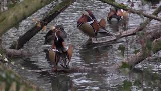 Canard mandarin Aix galericulata Mandarin Duck [upl. by Noyr]