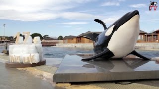 Marineland TV  Actu N°134  Joyeux anniversaire à notre orque INOUK qui fête ses 17 ans [upl. by Allenrac]