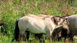 konikpaarden nature Oostvaardersplassen [upl. by Eltrym]