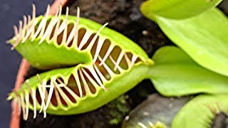 Weird Mutant Venus Flytrap plant Dionaea muscipula  Venus fly trap [upl. by Nnylylloh]