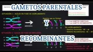 ALELOS EN ACOPLAMIENTO Y EN REPULSIÓN EN DOBLE HETEROCIGOTO [upl. by Guss]