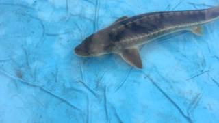 Sturgeon in paddling pool [upl. by Hilary]