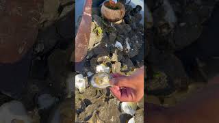 Oyster So Fresh So Delicious fyp oysters fresh food seafood delicious 100kviews [upl. by Senn]