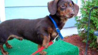 Mini Dachshund barking [upl. by Strephonn]