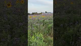 Hi ihr noch mal die Zwischenfrucht auf einem Feld Sonnenblumen 🌻 und Bienenfreund 🐝 sunflower [upl. by Trici]