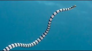 Facts The Sea Snake [upl. by Niahs]