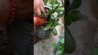 Repotting jade plantCrassula 🍀💚☘️youtubeshorts plantcaretips nature jade plants repotting [upl. by Nisay]