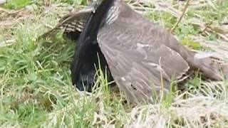 Sparrowhawk Takes Down Jackdaw [upl. by Thibault26]