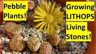 Growing cool LITHOPS  Living Stones  Pebble Plants lithops succulents succulentsonly [upl. by Still]