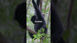 Siamang Gibbons The Vocal Acrobats of the Jungle fyp animalfacts siamang malaysia indonesia [upl. by Car690]