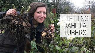 Growing Dahlias  Lifting Dahlia Tubers for Winter Storage  Homegrown Garden [upl. by Smeaj]