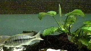 Nyassachromis boadzulu eating Cyclops with Protrusible Mouth Video 2 [upl. by Lora241]