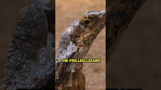 The Incredible Frilled Lizard Nature’s Mini Dinosaur shortsvideo lizard [upl. by Arateehc]