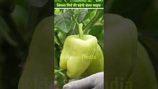 MultiCrop Farming में इस तरह से बढ़ा सकता है शिमला मिर्च की Self Life  Vegetable Farming shorts [upl. by Llehcim]