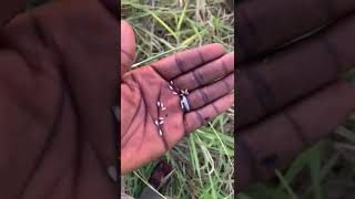 harvesting brachiaria pasture grass seed [upl. by Ainosal891]