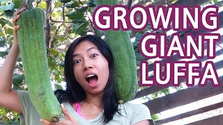 How To Grow Luffa [upl. by Hen742]