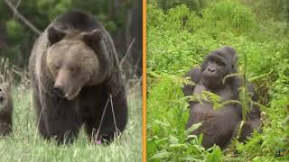 SILVERBACK GORILLA VS GRIZZLY BEAR REACTION BEAR GOT IT FOR SURE [upl. by Mechelle]