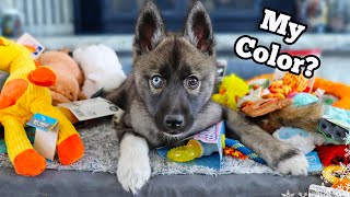 Everything I bought For My New Puppy 🐶💗 Husky Puppy Haul Essentials [upl. by Eidlog]