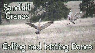 Sandhill Cranes Dancing  Mating Dance and Calls [upl. by Ahsina]