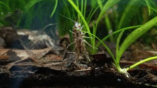 A Peaceful Aquarium For My Aquatic Isopods  Asellus Aquaticus [upl. by Eshelman]