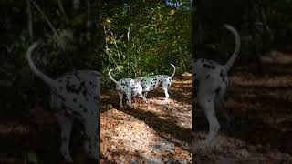 Moments🥰🥰 dalmatiner dalmatian dogs dogshorts dalmatianpuppy doglover [upl. by Yenroc572]