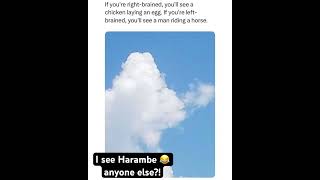 Harambe Is that you memes meme harambe lol funny [upl. by Ocirne]