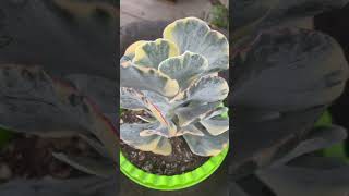 Cotyledon Undulata Variegado [upl. by Carlie]