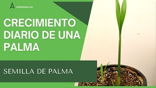 Semilla de Palma Crecimiento Dia a Dia 🌱  Germinación de Semilla Palma en Maceta  Shorts [upl. by Rufford]