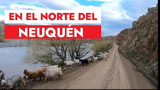 En el norte del Neuquen Los Miches [upl. by Yasdnil]