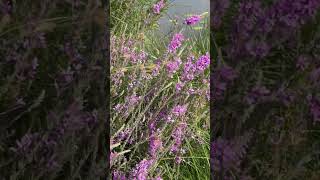 What do you Know about the Purple Loosestrife [upl. by Hillinck]