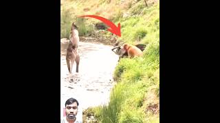 Kangaroo and dog fight 🤣🥱🤯আসুন দেখে নেয়া যাক ক্যাঙ্গারু ও কুকুরের মধ্যে কে যেতে shortvideo viral [upl. by Terrence]