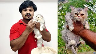 പൂച്ചയെ എങ്ങനെ കുളിപ്പിക്കാം A to Z കാര്യങ്ങൾ  Persian cat malayalam [upl. by Ardy782]